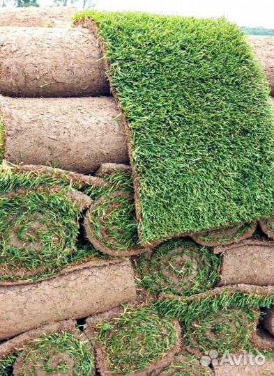 Рулонный газон