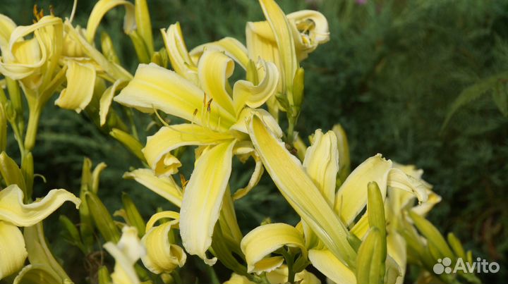 Многолетние растения для сада