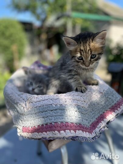 Котята в добрые руки, мальчики