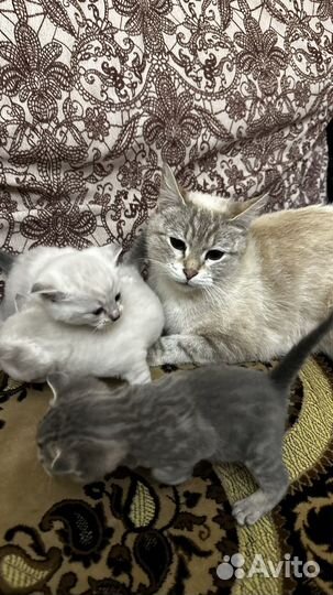Сиамские котята