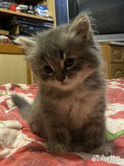 Милейшие котята смесь шотландки и британца