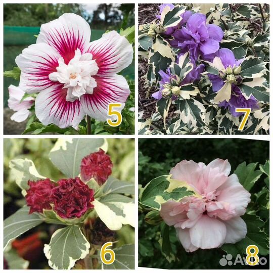 Гибискус сирийский