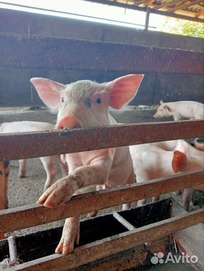 Поросенок Ливенской мясо-сальной породы