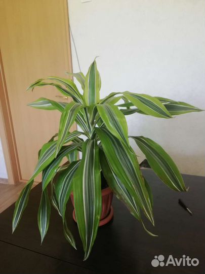 Драцена лимон лайм