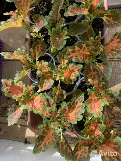 Колеусы сортовые 17 видов