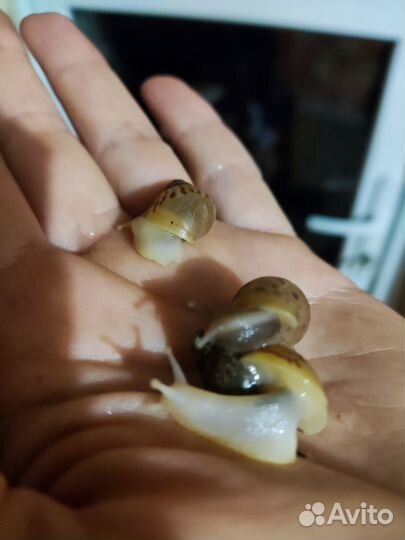 Улитки ахатины большие и маленькие