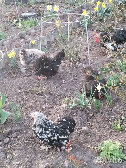 Инкубационное яйцо карликовый кохинхин и Бентамка