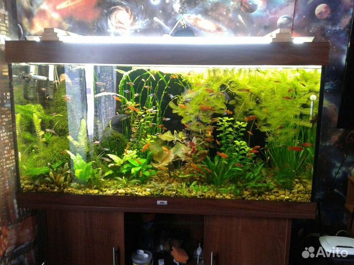 Аквариум