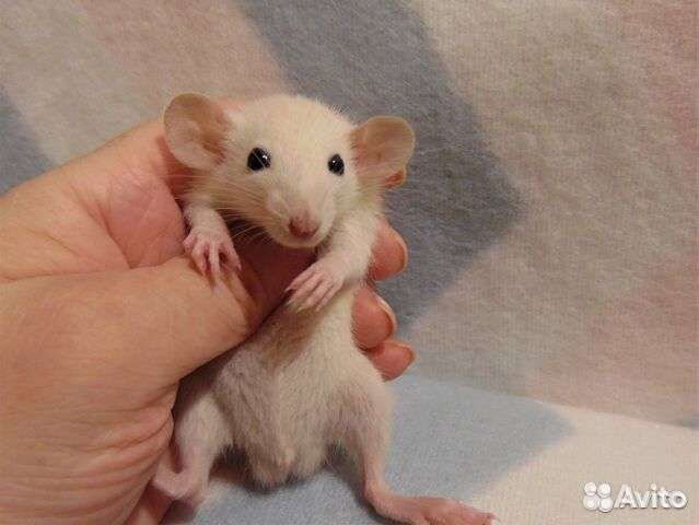 Крыски дамбо