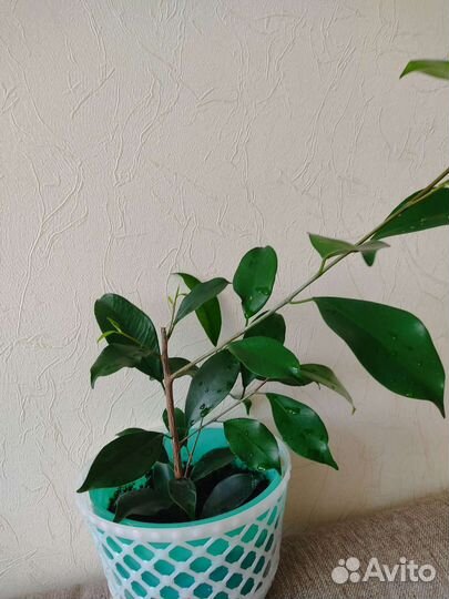 Фикус микрокарпа гинсенг