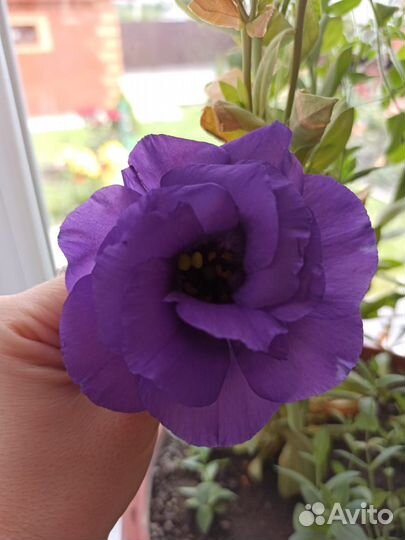 Эустома рассада