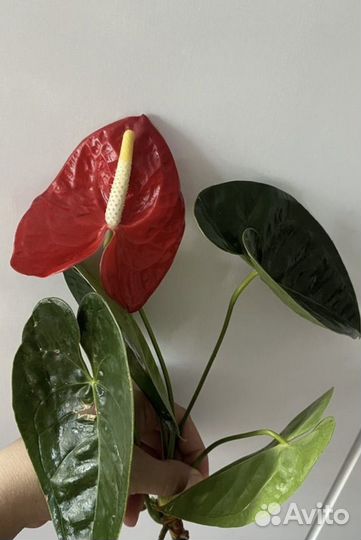 Антуриум Обаке
