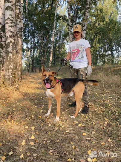 Бывшедомашний Джой грустит в приюте