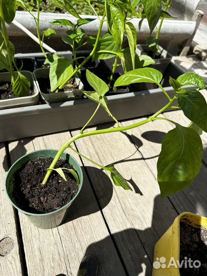 Рассада перец