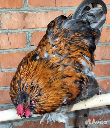 Годовалый петух