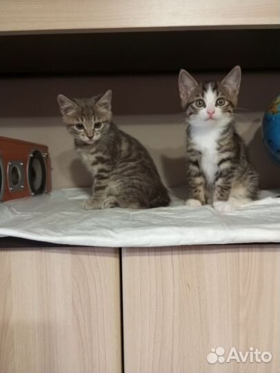 Курильский бобтейл