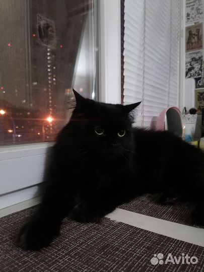 Кот в добрые руки