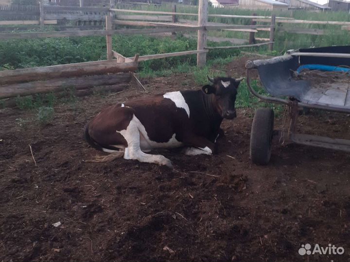 Телка стельная