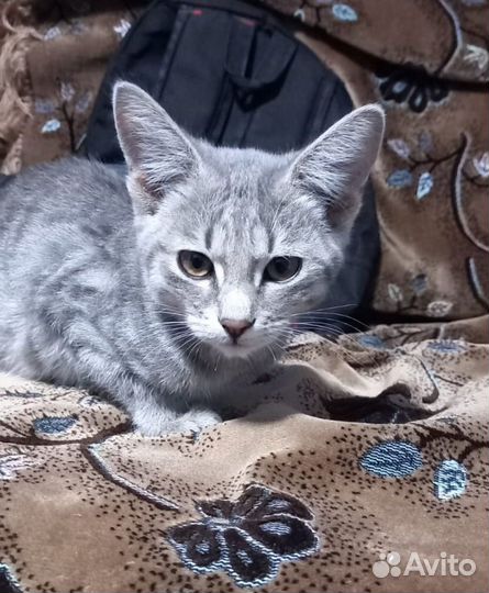 Серебристая кошечка