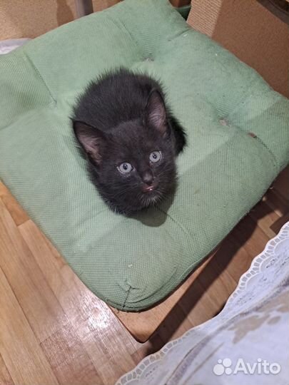 Кошки