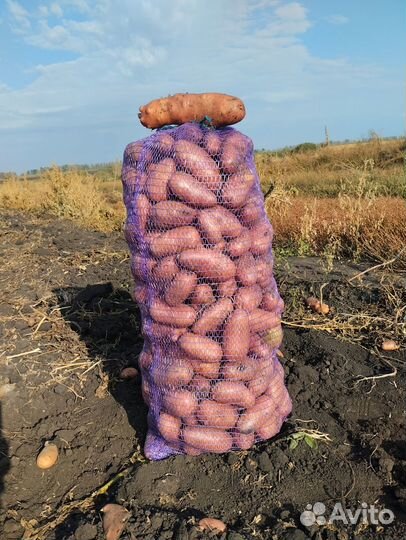 Картофель сорта Родриго