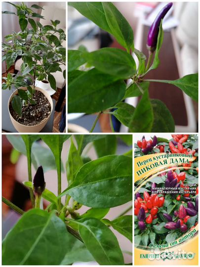 Перец комнатный острый