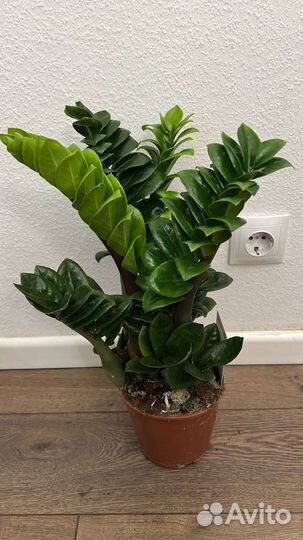 Комнатные растения