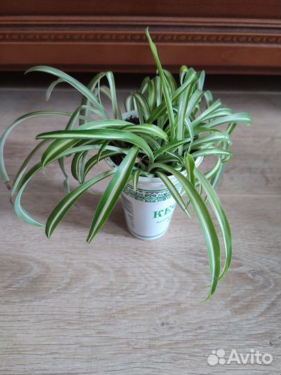 Хлорофитум Бонни кудрявый полосатый