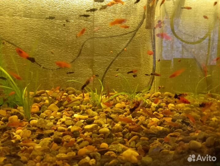 Гуппи меченосцы молинезии