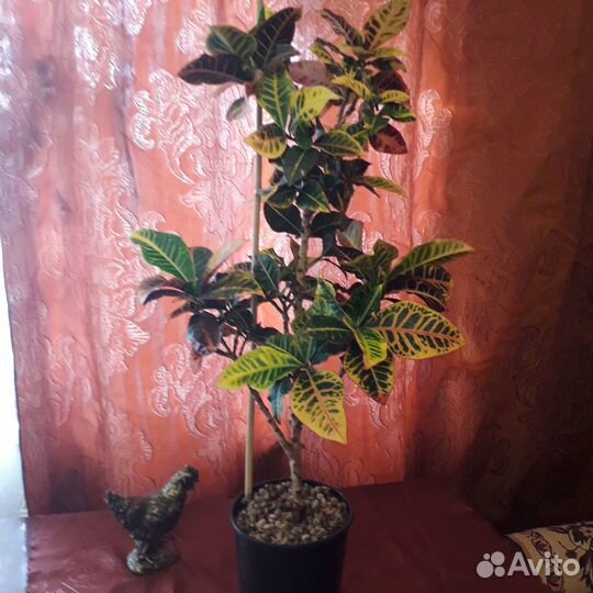 Комнатные растения цветы