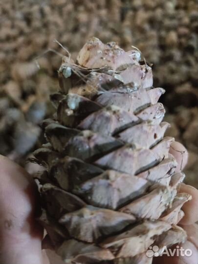 Кедровая шишка орех