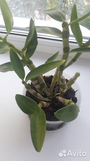 Орхидея дендробиум обмен на фаленопсис