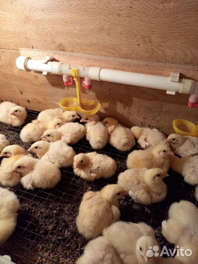 Цыплята бройлеры