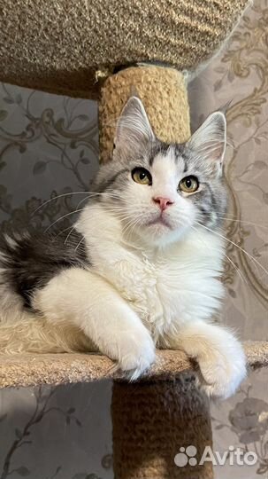 Шикарная девочка биколор