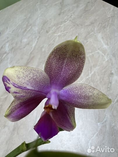 Орхидея фаленопсис лиодоро