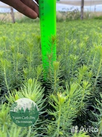 Зкс Сосна сеянцы Ели Лиственницы окс Голуб Горная