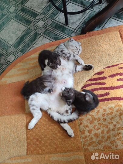Отдам бесплатно котят