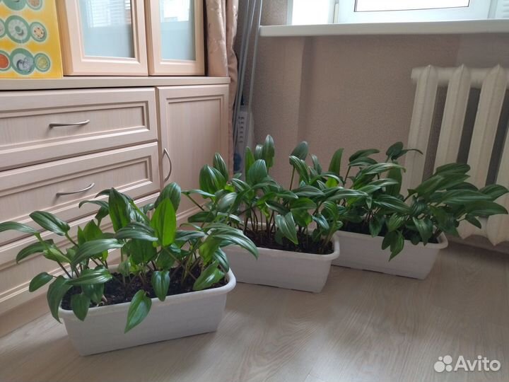 Комнатный цветок: Дримиопсис