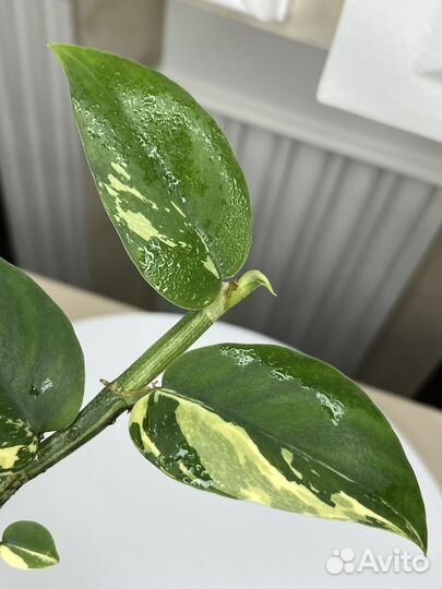 Рафидофора вариегатная