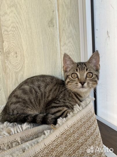 Котенок в дар бесплатно