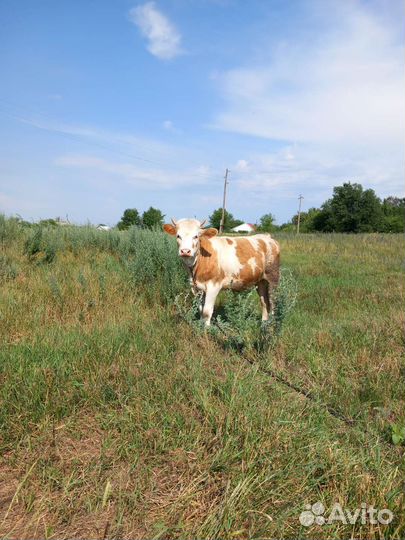 Продаётся тёлка