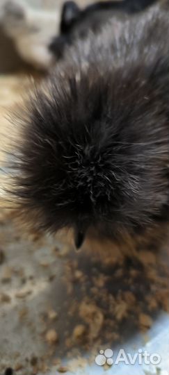 Китайские шелковые цыплята