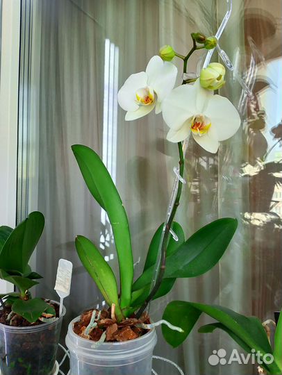 Орхидея фаленопсис