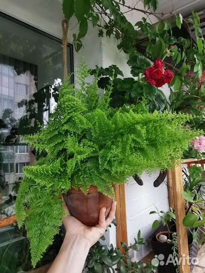Папоротник нефролепис кудрявый