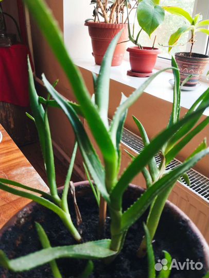 Каланхоэ. Алое. Алое вера