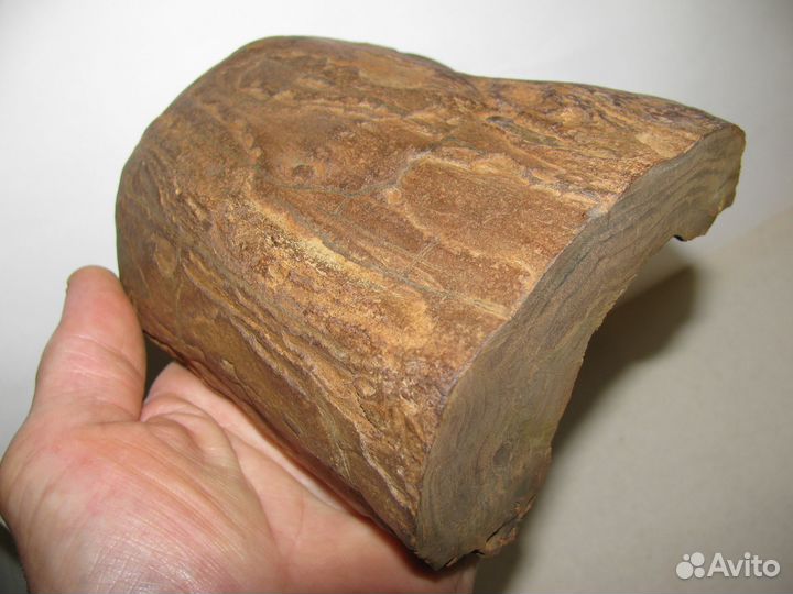 Окаменелое дерево (в коллекцию)