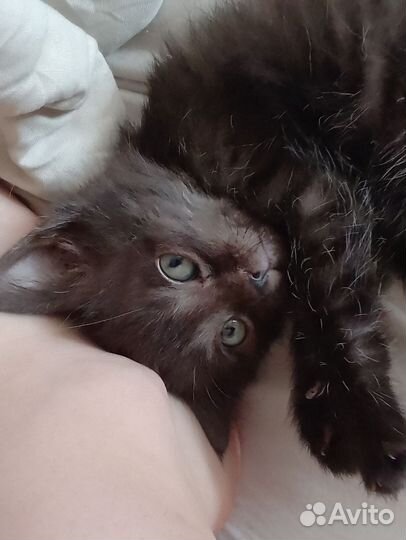 Котики бесплатно в добрые руки