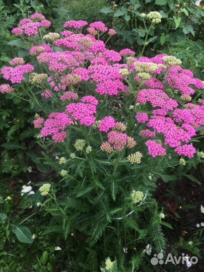 Бадан, Примула, Посконник, Хелоне,Георгины