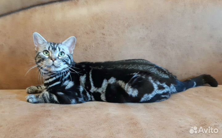 Американский короткошерстный мальчик