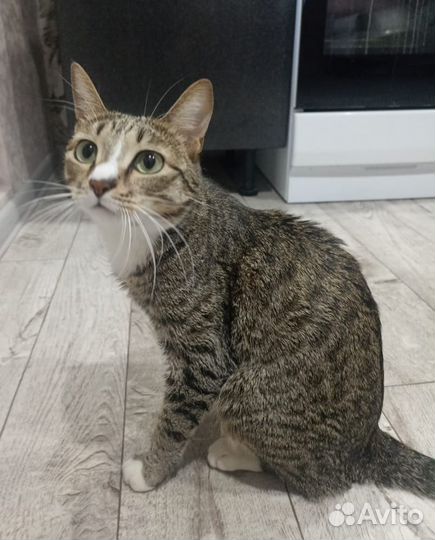 Котик в добрые руки